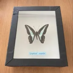 GREAT MORPHO DIDIUS 標本 マレーシア産 m16891127686_1.jpg?1728884029