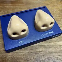 鼻の模型