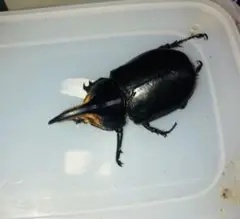 サタンオオカブトムシ 亡骸