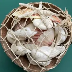 貝殻