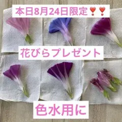 色水用　朝顔の押し花 5枚セット 多色　8月24日限定❣️❣️