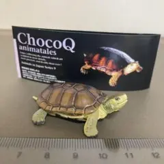 チョコQヤエヤマミナミイシガメ