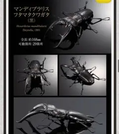 いきもの大図鑑 マンディブラリスフタマタクワガタ 黒 オンライン版　未開封