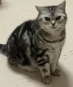 ご確認用