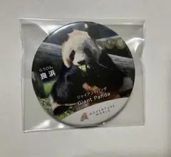 ありがとう楓浜 缶バッジ 4個セット アドベンチャーワールド