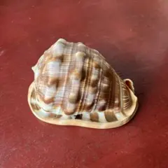 貝殻　標本　マンボウガイ（万宝貝）　14cm前後 万年貝(マンボウガイ)【約14cm前後/1個】 En: Bull mouth