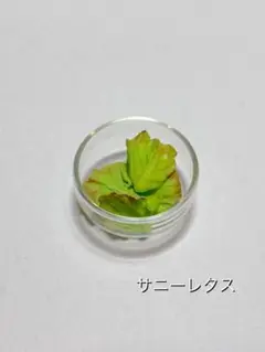 サニーレタス ミニチュア 5個セット