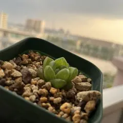 オブツーサ 多肉植物 多肉