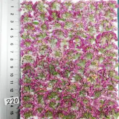 アリッサム　自然色 No 220 @800 押し花 押し花素材