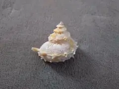カミナリサザエ　貝殻　インテリア