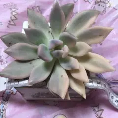 多肉 多肉植物 韓国苗 オパリナ錦 大きめ