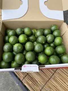 無農薬 シークワーサー 残りわずか