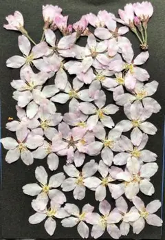 K-61 押し花　さくら 30枚　つぼみ付き
