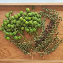 センダンの実　 ヨウシュヤマゴボウ　ドライフラワー　リース　花材