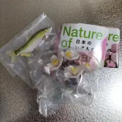 NATURE OF JAPAN 日本のいきもの 03 　アユ　ソメイヨシノ