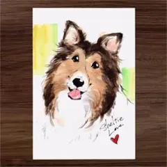 イラスト 原画 ポストカード 絵 【シェルティー】45