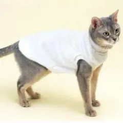 Item thumbnail for item dee25c9a-357d-4b15-a2ef-941f69511599