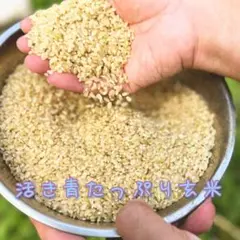 農薬化学肥料不使用栽培 玄米10kg