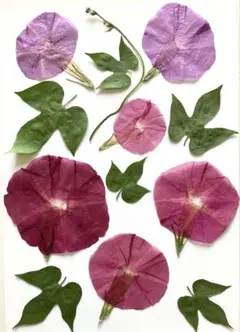 朝顔の押し花 Ａ