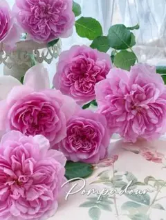 【レア薔薇】【ラベル付】【正規品接木苗】イチゴイチエ　一期一会【大苗】 開花苗 イチゴイチエ 一期一会 バラ苗 接木大苗｜Yahoo!フリマ