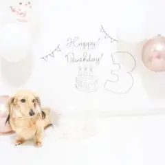 ハーフバースデー 誕生日 月齢フォト100日祝Happy Birthday 犬猫