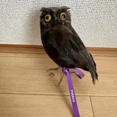 PUEBCO ARTIFICIAL BIRDS フクロウ　インテリア