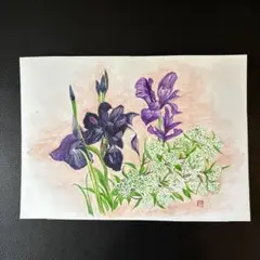 菖蒲と小花【水彩画】自作