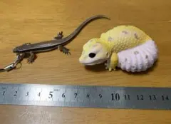 トカゲ　レオパ　ガチャガチャ　2点セット