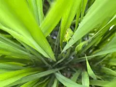 令和4年広島県産 有機無農薬酵素米 かおり米 ヒエリ 2キロ玄米