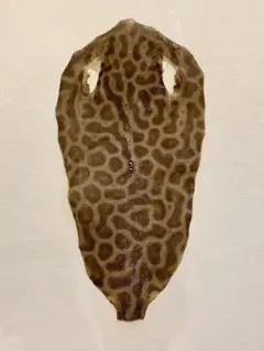 鮫胴　刀剣　虎鮫① 鮫胴 刀剣 虎鮫① （長曾弥興里（長曾弥虎徹））