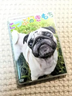 『ドラマ結婚出来ない男』・こつぶの気持ち・DVD