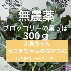 採りたてブロッコリーの葉っぱ 300g うさぎ 小鳥 小動物 おやつ