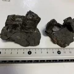 北海道産 アンモナイト 異常巻 棒状 芦別川キムン橋上流河川産