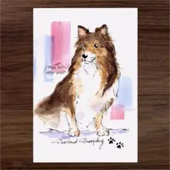 イラスト 原画 ポストカード 絵 【シェルティー】47