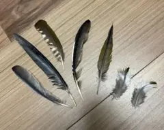 ★超希少★状態良！カケスの翼・尾羽剥製 野鳥 羽根 鳥の羽根 天然野外個体 ☆超希少☆状態良！カケスの翼・尾羽剥製 野鳥 羽根 鳥の羽根