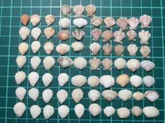 【3】貝殻　約1.0cm〜1.3cm