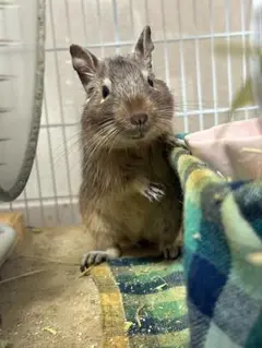 Item thumbnail for item ca370a17-1efd-445f-ba18-f0976e6abfaa