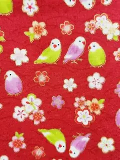 生地　インコ　赤