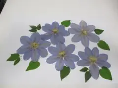 クレマチス（水色）の押し花