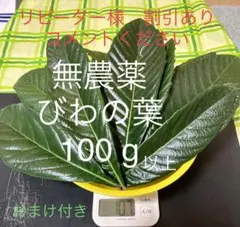 100g 栽培期間中農薬不使用 びわの葉