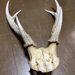 鹿の角