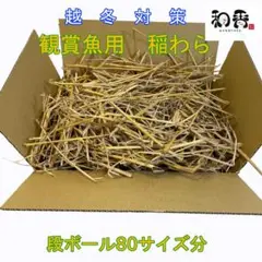 無農薬 観賞魚用稲わら(段ボール箱80)稲藁いなわらめだか越冬ミジンコ培養AI