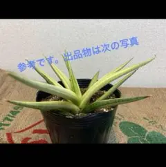2025年最新】スノーホワイト サンスベリアの人気アイテム - メルカリ