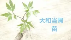 大和当帰　奈良県産　無農薬　９個　苗　まとめ売り　やまととうき 大和当帰 1㎏ | ウェルネスフーズUDA