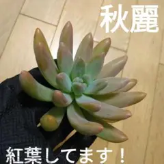 秋麗 特大 カット苗