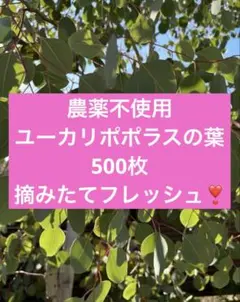 農薬不使用　ユーカリポポラスの葉っぱ500枚 摘みたてフレッシュ生葉❣️