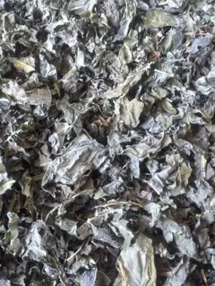 藍農家が育てた蓼藍　乾燥葉　赤茎千本