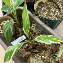 【速達便】Banana Musa 'Nono' / ムサ ノノ 速達 Musa Nono ムサノノ ピンク斑 斑入り バナナ | B.runo