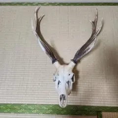 頭蓋骨付き鹿の角  No.9  日本鹿  特大  角  壁掛け  匿名配送 頭蓋骨付き鹿の角 No.9 日本鹿 特大 角 壁掛け ハンティング