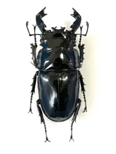 ［昆虫標本］極太タランドゥスオオツヤ 78mmup 飼育個体 2025年最新】タランドゥスオオツヤクワガタ 標本の人気アイテム